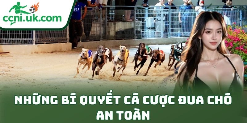 Bí Quyết Cá Cược Đua Chó An Toàn Cho Dân Chơi Bền Vốn 1 Những bí quyết cá cược đua chó an toàn